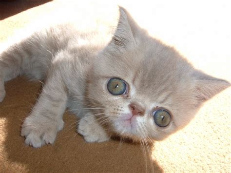 exotic shorthair cat kittens facts personality price breeders animals adda