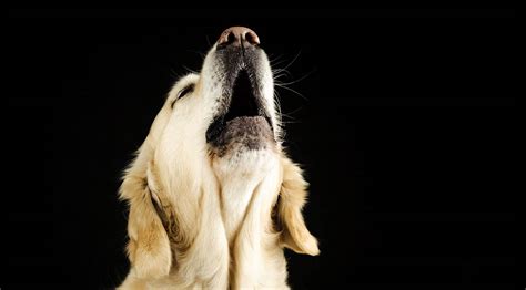 dog howling   dogs howl