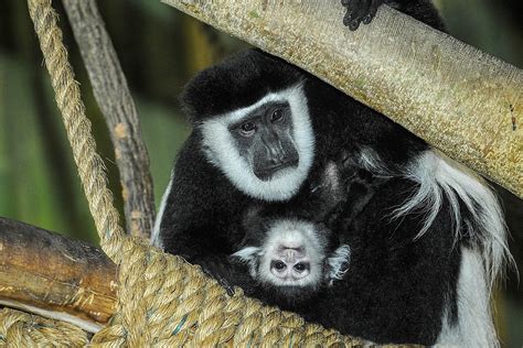 colobus monkey  maryland zoo