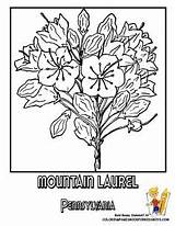Coloring Flower State Pages Iowa Laurel sketch template