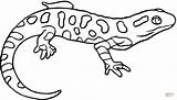 Coloring Salamander Newt Spotted Yellow Pages Lizard Drawing Eastern Printable Colouring Color Animals Clipart Salamandra Kids Para Colorear Dibujo Draw sketch template