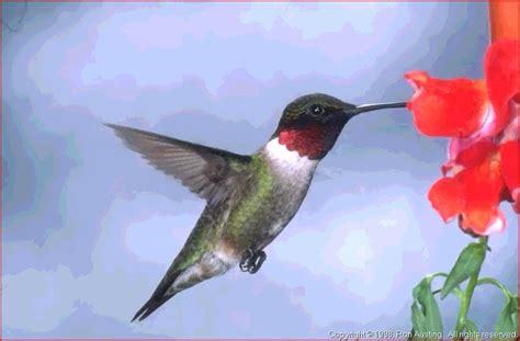 Image Gallary 7 Ruby Throated Hummingbird Beautiful