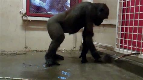 break dancing gorilla   calgary zoo youtube