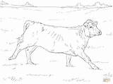 Angus Cattle Cows Supercoloring Beef sketch template