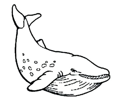 whale drawing cute  getdrawings