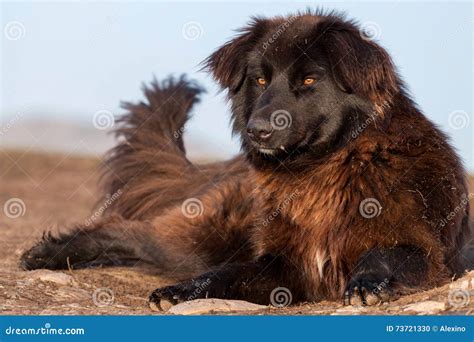 de roemeense hond van de herder stock foto image  gras zoogdier