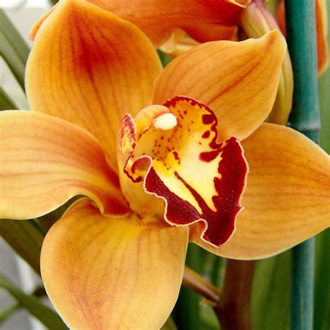 peach orchid photograph  douglas roper fine art america