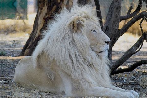 letsatsi the white lion son of temba img01491 highest … flickr