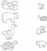 Baby Animal Mother Matching Animals Worksheet Worksheets Their Match Parent Babies Worksheeto Via sketch template