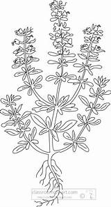Clipart Hyssop Herb Outline Herbs Search Members Transparent Available sketch template