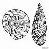 Shell Zentangle Snail Snails Zentangles sketch template