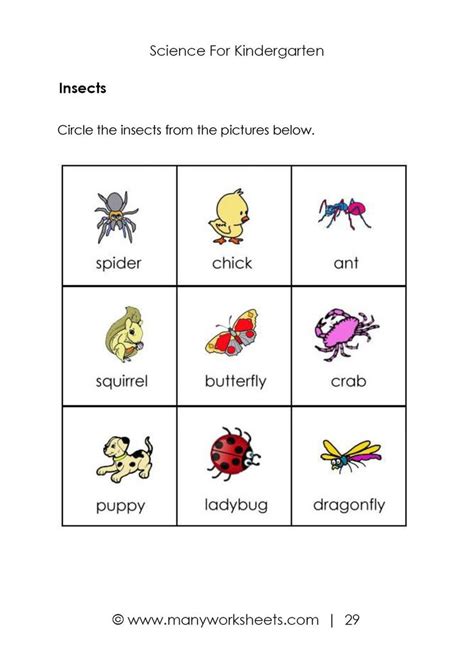 insects worksheets  kindergarten insects worksheets  kindergarten kindergarten