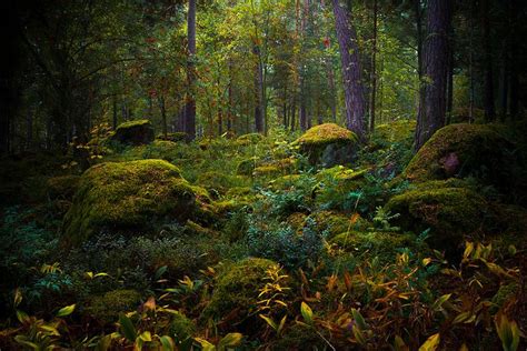 fairytale forest fairytale fantasies fairy tales fantasy