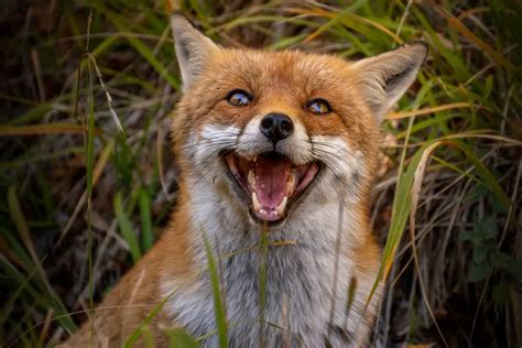 sounds   fox   guide  fox vocalizations animals fyi