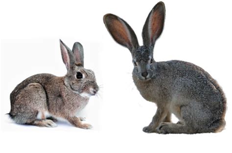 What Do Wild Rabbits Eat And What To Feed A Wild Rabbit