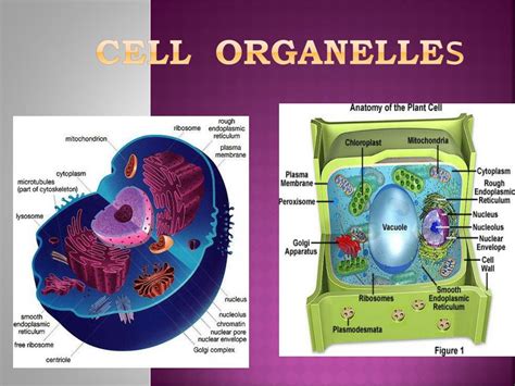 cell organelle  powerpoint    id
