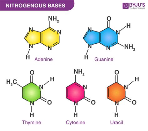 nitrogenous bases