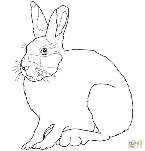 arctic hare coloring page  printable coloring pages