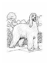 Coloring Dog Breed Afghan Hound Pages sketch template