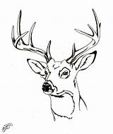 Deer Coloring Head Buck Drawing Pages Tail Whitetail Face Tailed Adult Baby Deers Drawings Mother Clipart Doe Reindeer Sketch Getdrawings sketch template