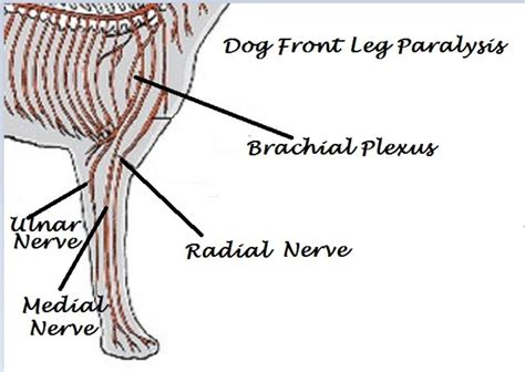 front leg paralysis  dogs pethelpful