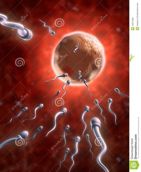 sperm cells reaching an human ovum stock illustration