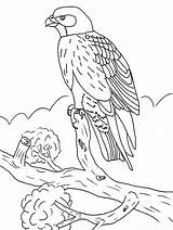 Falcon Coloring Pages Bird Kids Color Printable Animals Easy Print Falcons Sheet Drawings sketch template