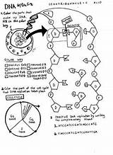 Coloring Dna Sheet Replication Cell Biology Cycle Could Made So Demonstrate Worksheet Enzymes Role Worksheets Sheets Teacherspayteachers Play Color Science sketch template