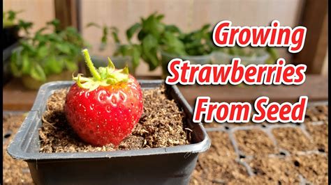 growing strawberries  seeds  youtube
