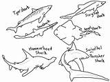 Shark Hammerhead Sharks Thresher Coloringbay Designlooter Printables Rays Coloringhome sketch template