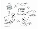Tadpole Coloring Pages Cycle Life Tadpoles Frog Printable Color Frogs Getdrawings Sheet Bullfrog Getcolorings Print Template sketch template