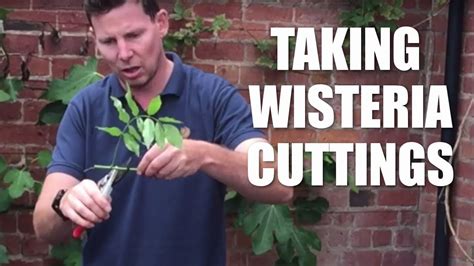 wisteria cuttings youtube