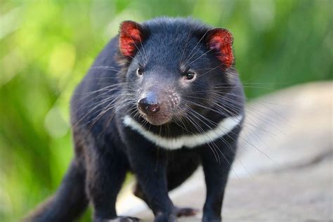 tasmanian devils born  australia    time   years