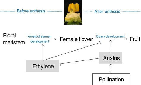 Involvement Of Ethylene Biosynthesis And Signalling In Fruit Set And