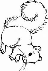 Squirrel Veverita Ardillas Colorat Planse Acorn Desene sketch template