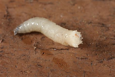 genetically modified maggots excrete  growth protein  helps wounds heal faster