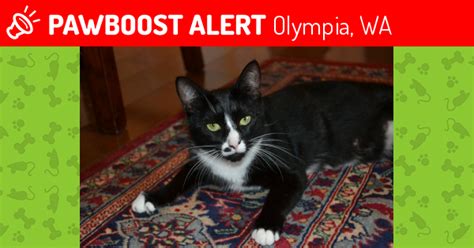 lost female cat in olympia wa 98502 named barack id 4558935 pawboost