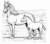 Horse Quarter Coloring Pages Getdrawings sketch template