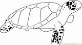Coloring Sea Turtle Pages Coloringpages101 sketch template