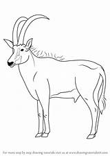 Antelope Draw Drawing Animals Step Tutorials Wild sketch template