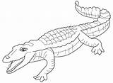 Salvajes Cocodrilo Selvagens Salvaje Lagarto Infantil Animados Reptil Pata sketch template