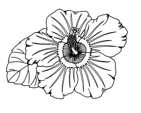 hibiscus flower coloring page coloring pages adults pinterest