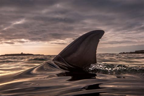 dolphin dorsal fin detail george karbus photography