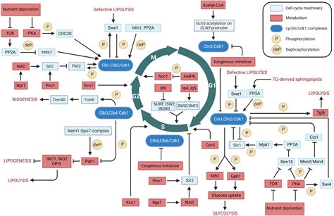 frontiers   communication  cell cycle  metabolism