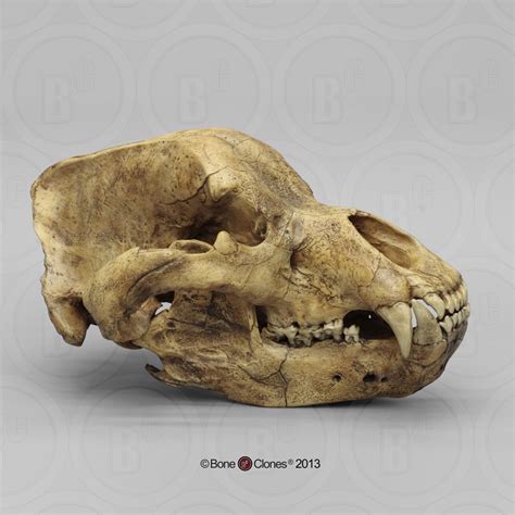 cave bear skull bone clones  osteological reproductions