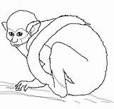 Squirrel Totenkopfaffe Ausmalbilder Monkeys sketch template