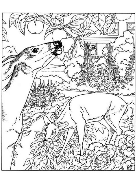 nature coloring pages  adults