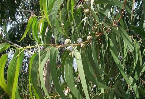 eukaliptus rulek