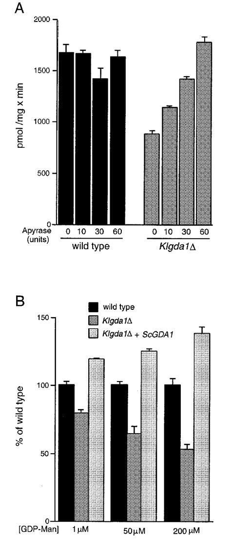 αl 2 Mannosyltransferase Activity Is Reduced In Klgda1∆ Protein