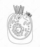 Human Cell Structure Stock Cells Background Depositphotos sketch template